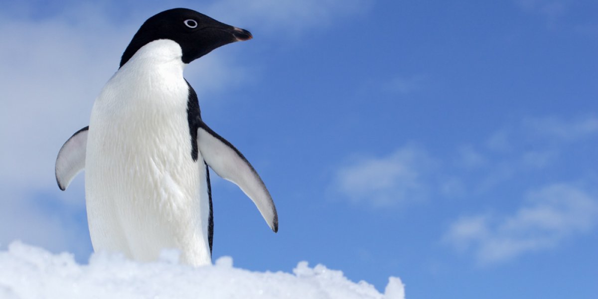 Adelie Penguin on snow