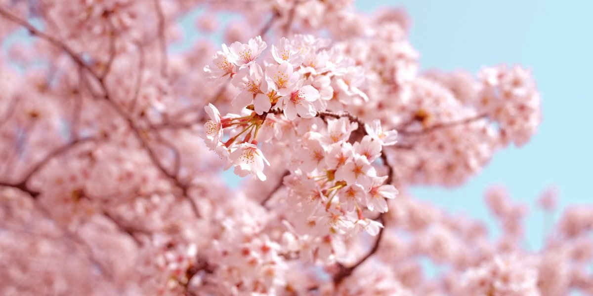 Sakura tree