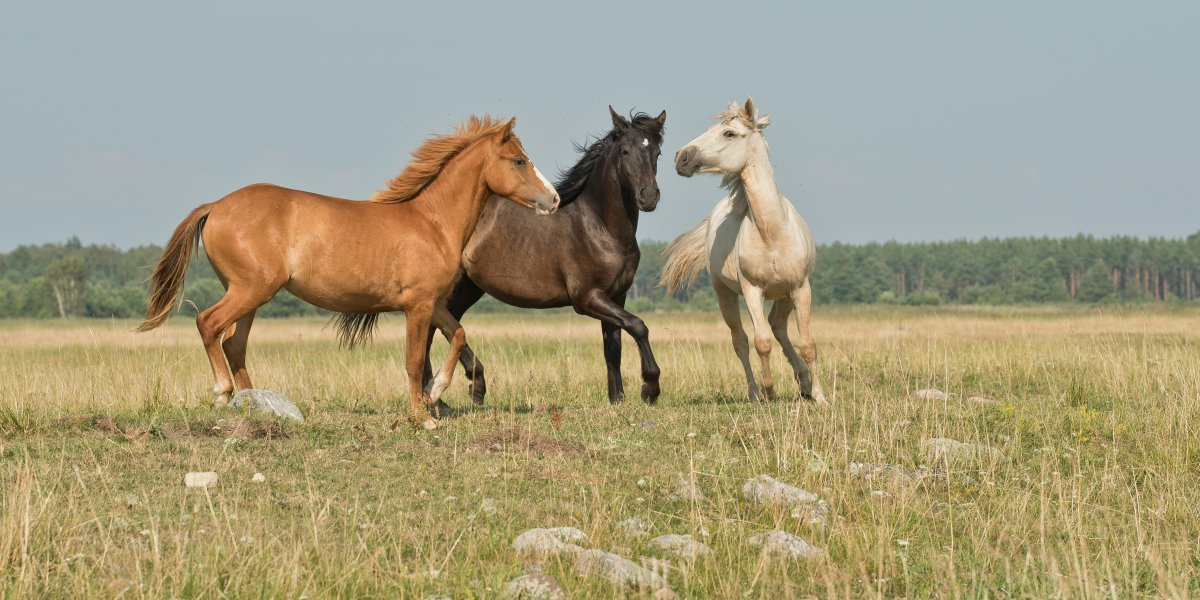 Horses