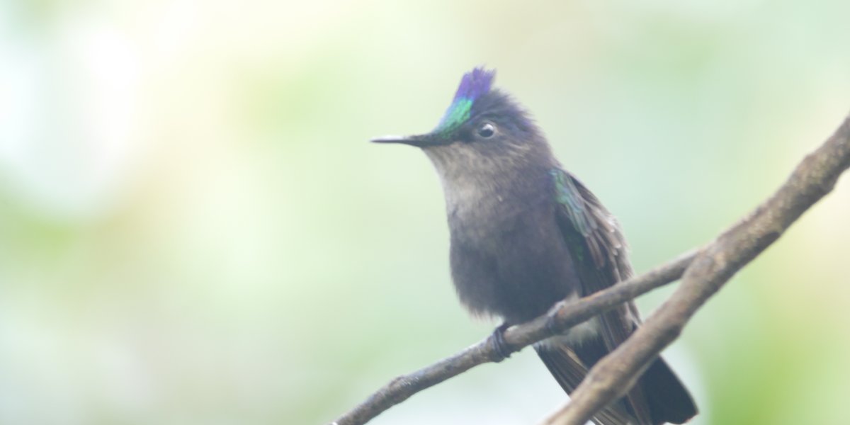 image of a bird