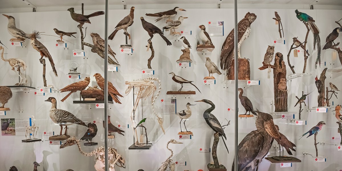 A museum case of birds