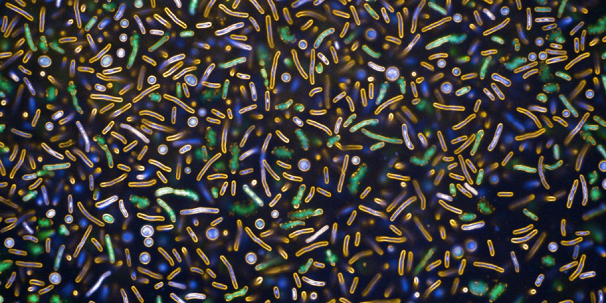 bacteria