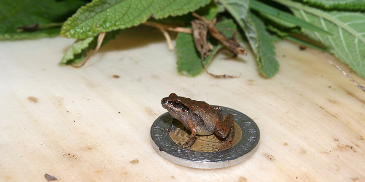 Mexico's smallest frog