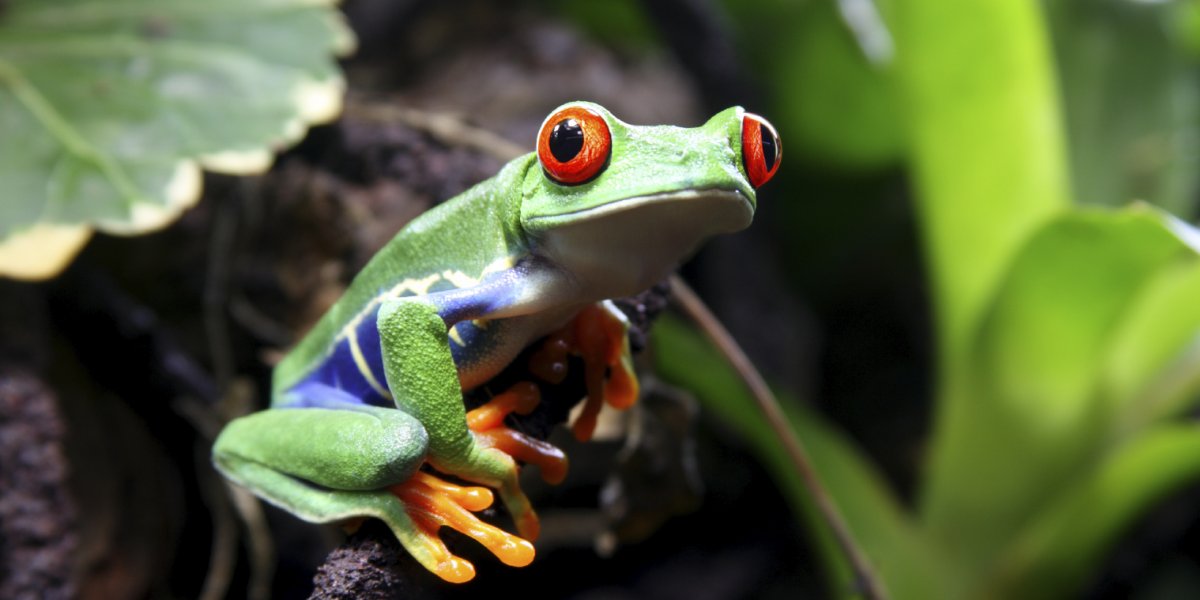 image of a frog on a stick