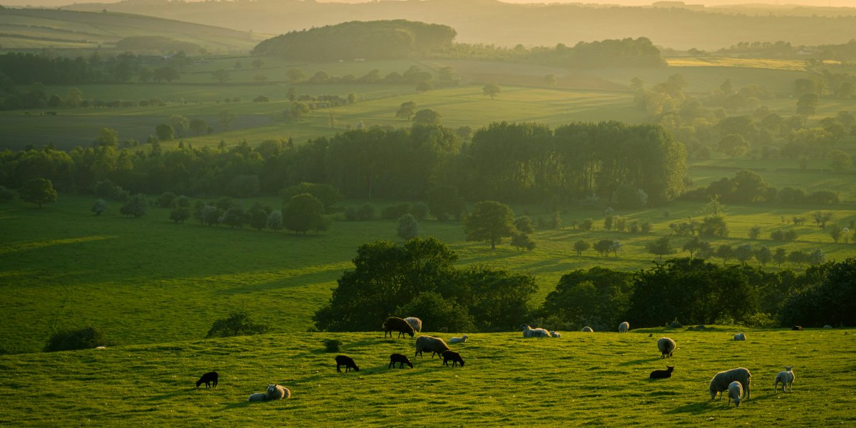 Countryside 