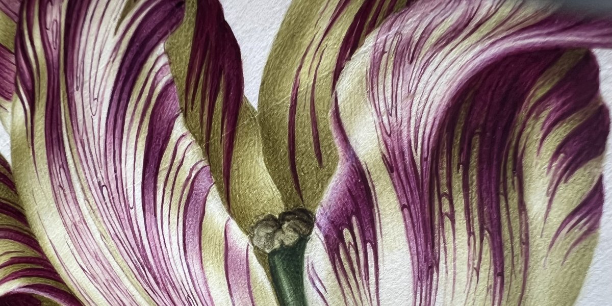 painting of tulip