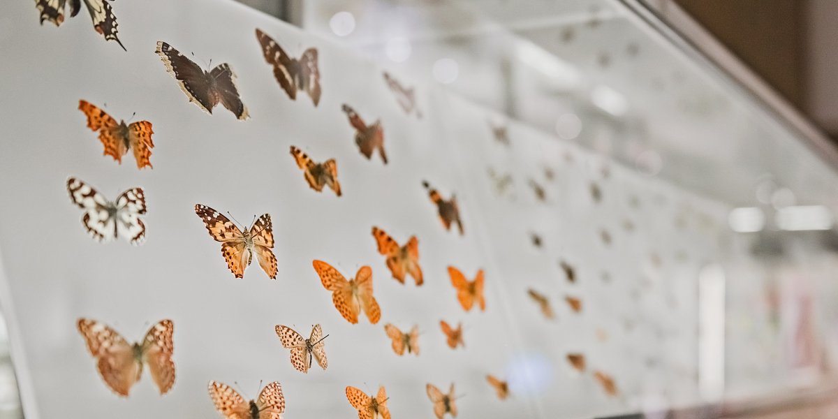 Museum collection of butterflies