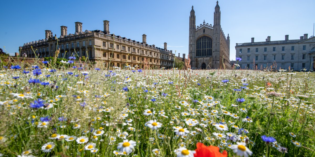 image of King's College wildflower meadow