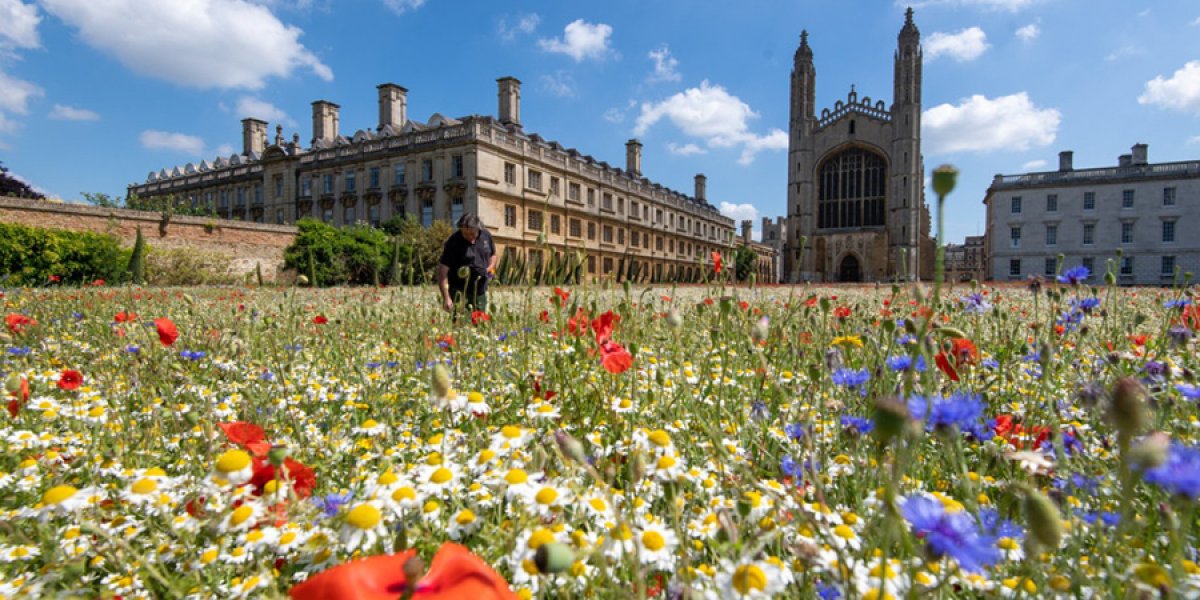 King's College wild flower meadow