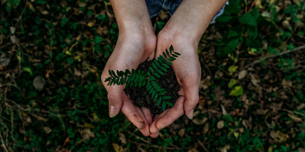 Image of hands holding a plant