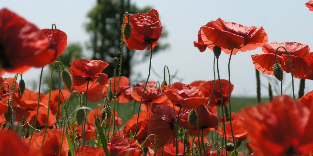 Poppies