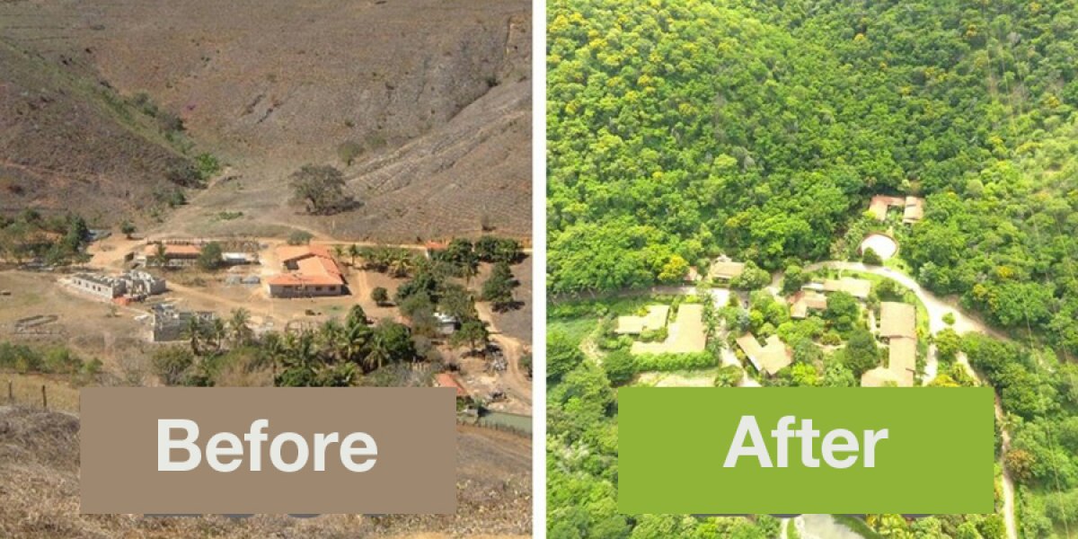 Before and after shots of the now thriving rainforest in the Minas Gerais region   