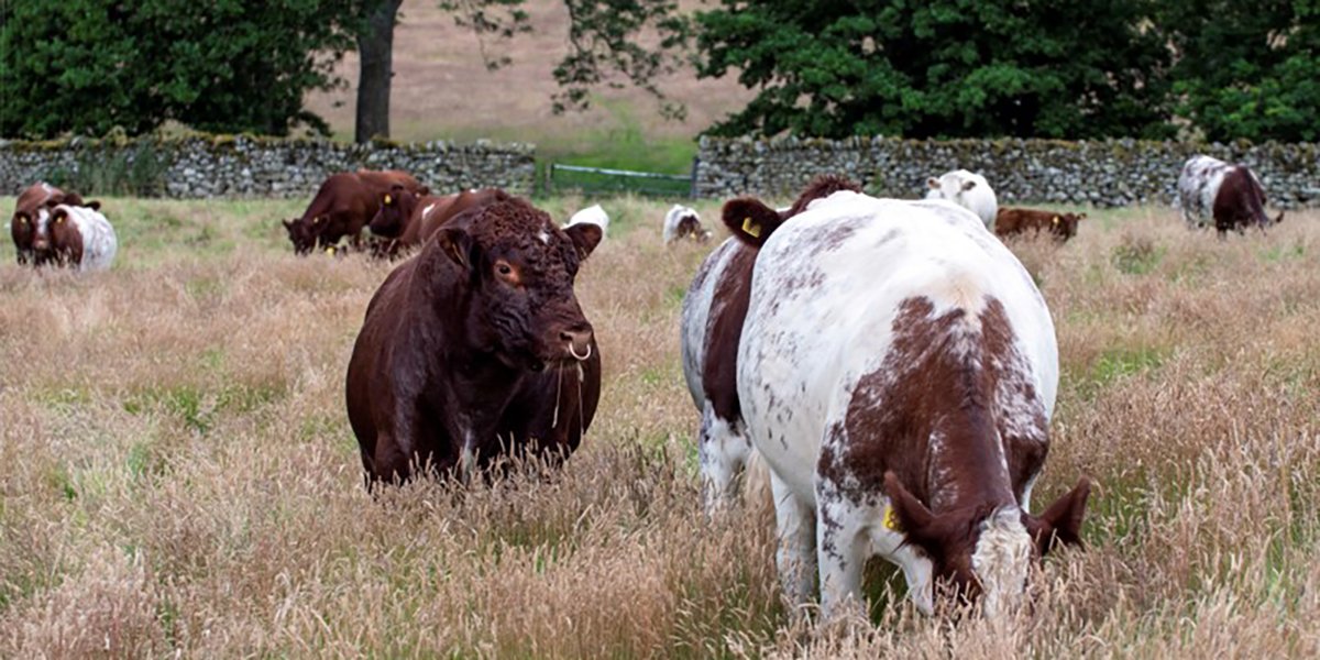 Sustainable pasture picture 