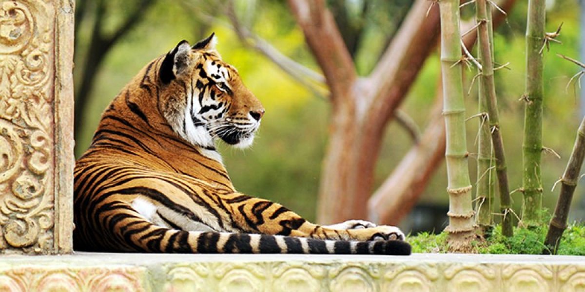 Bengal Tiger