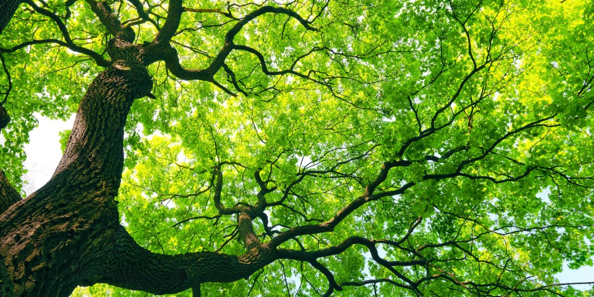 Tree branches from below