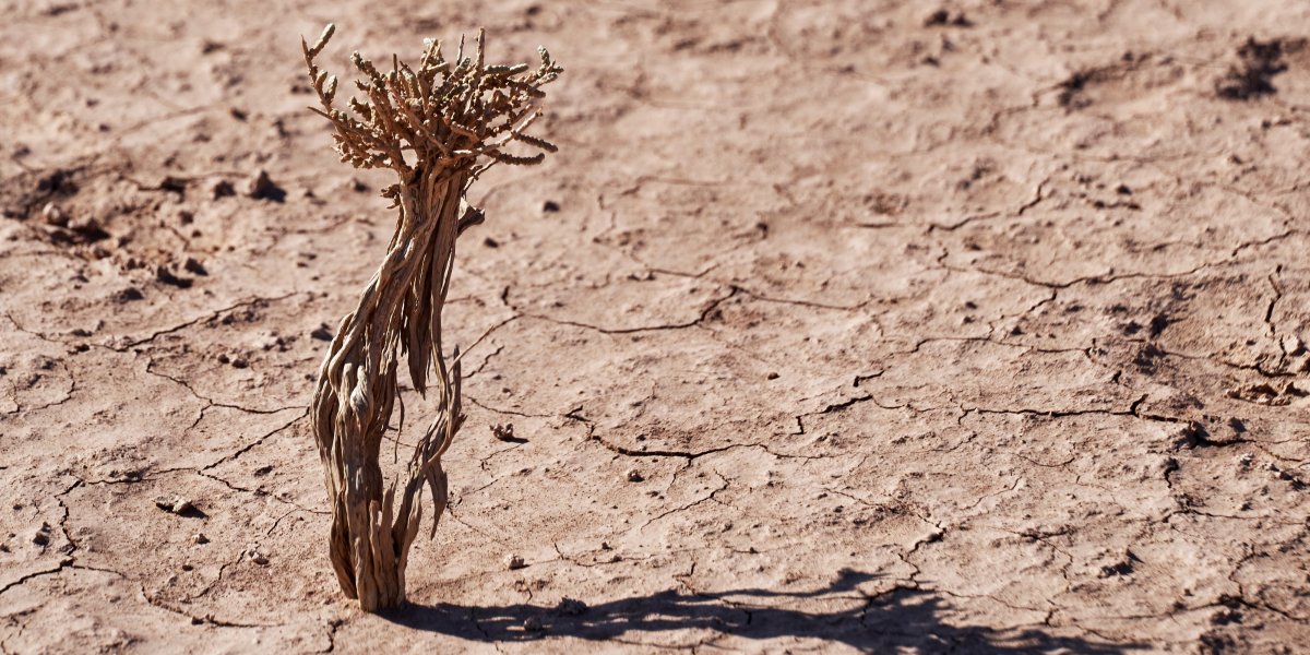 Single plant in dry ground