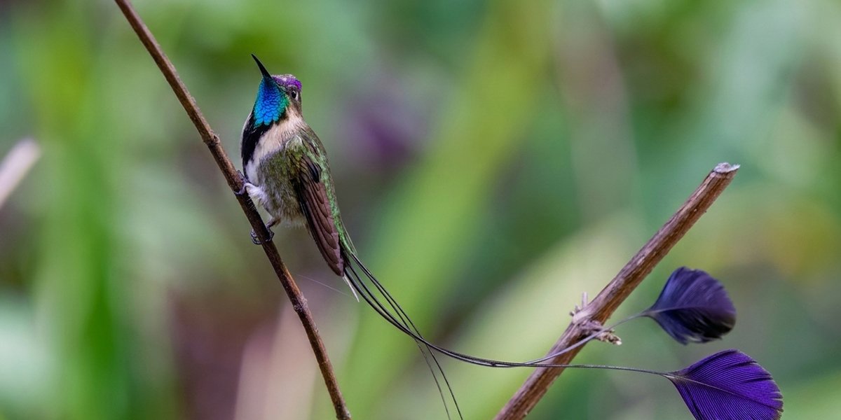 Hummingbird perched on a branch, with iridescent green and blue feathers
