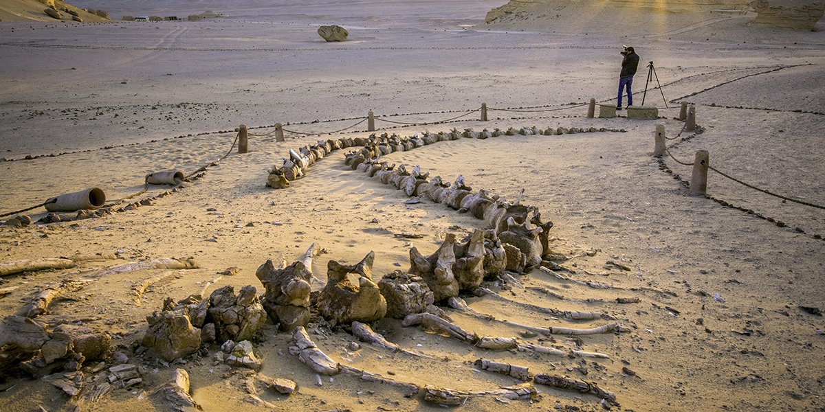 Whale fossils at Wadi Hitan