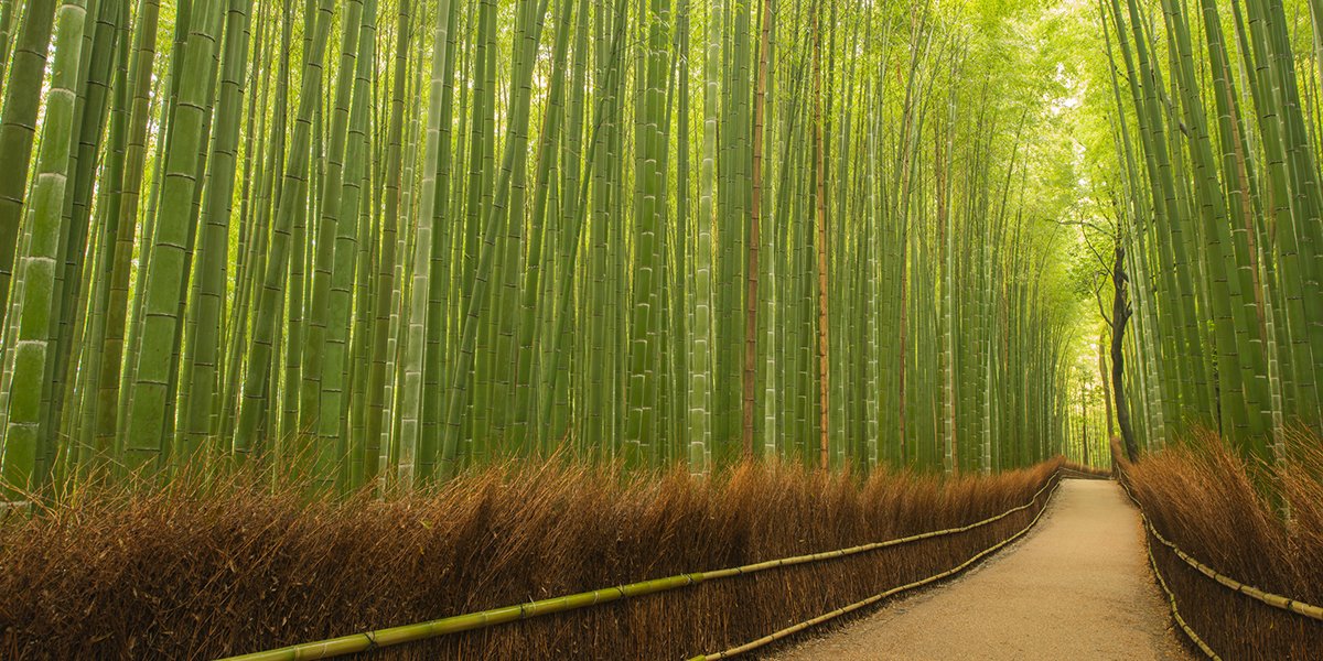 Lines of green and yellow bamboo with a pathway running through the middle