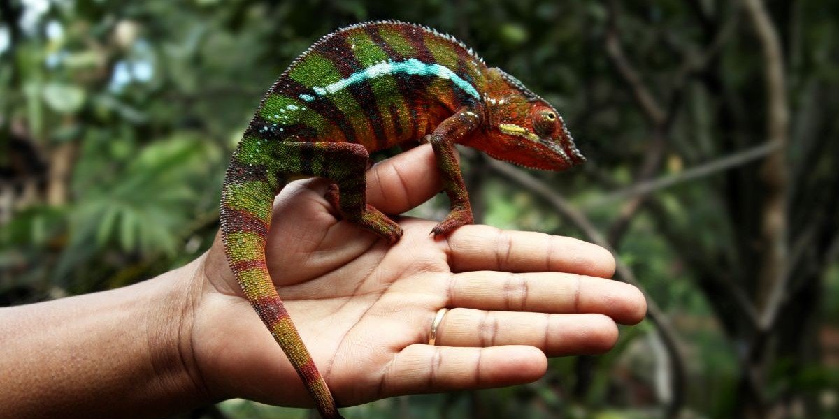 Chameleon on hand with rainforest in the background