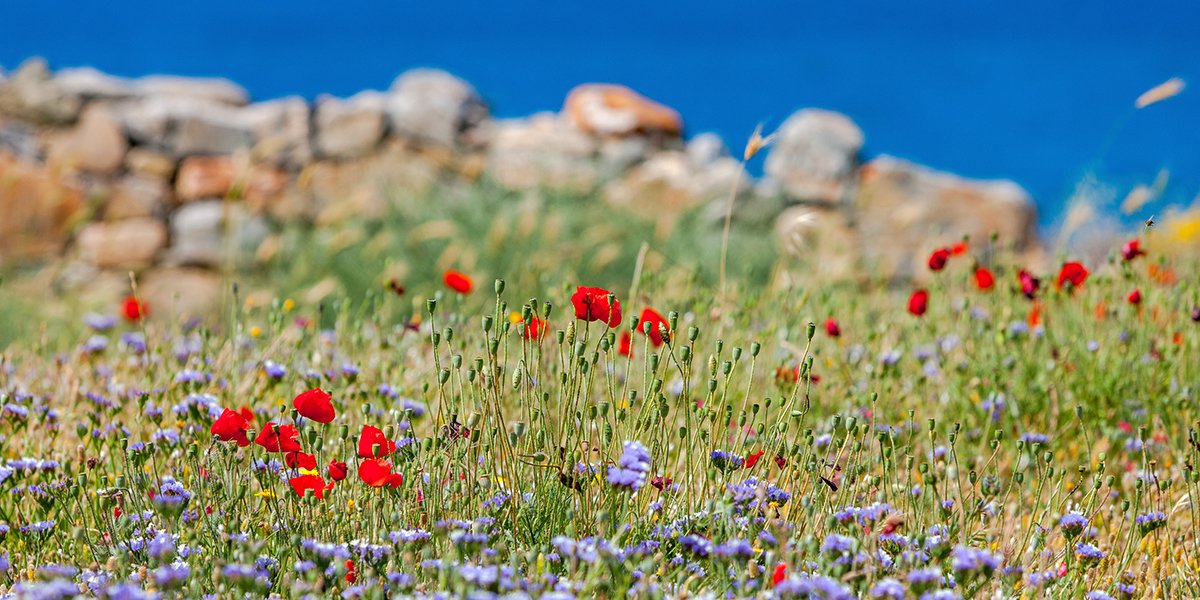 Wild red poppies in the mountains of Crete