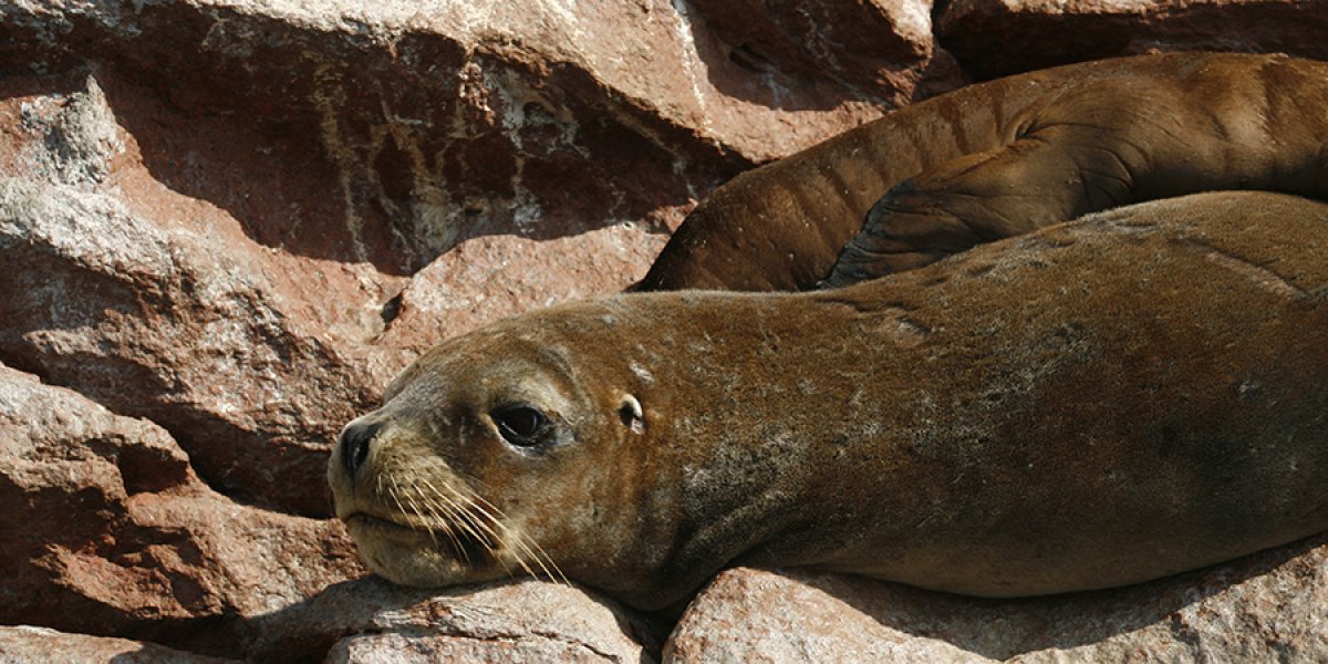 Seal on ballestas-islands