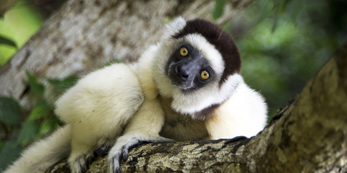 Lemur laying in a tree