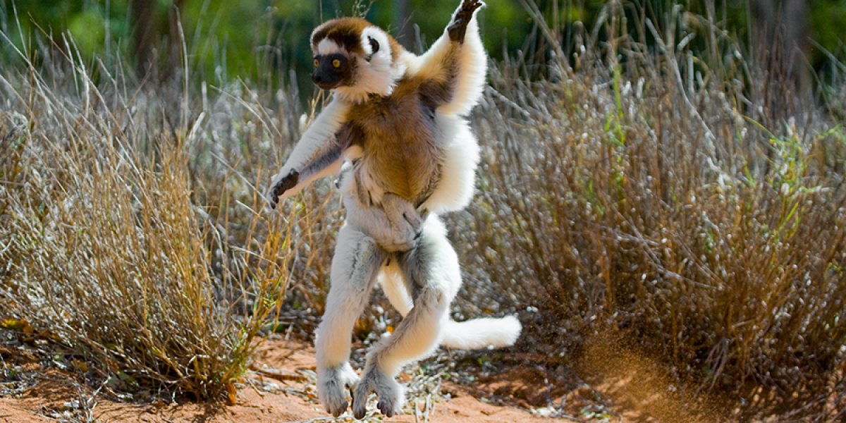 Leaping Lemur