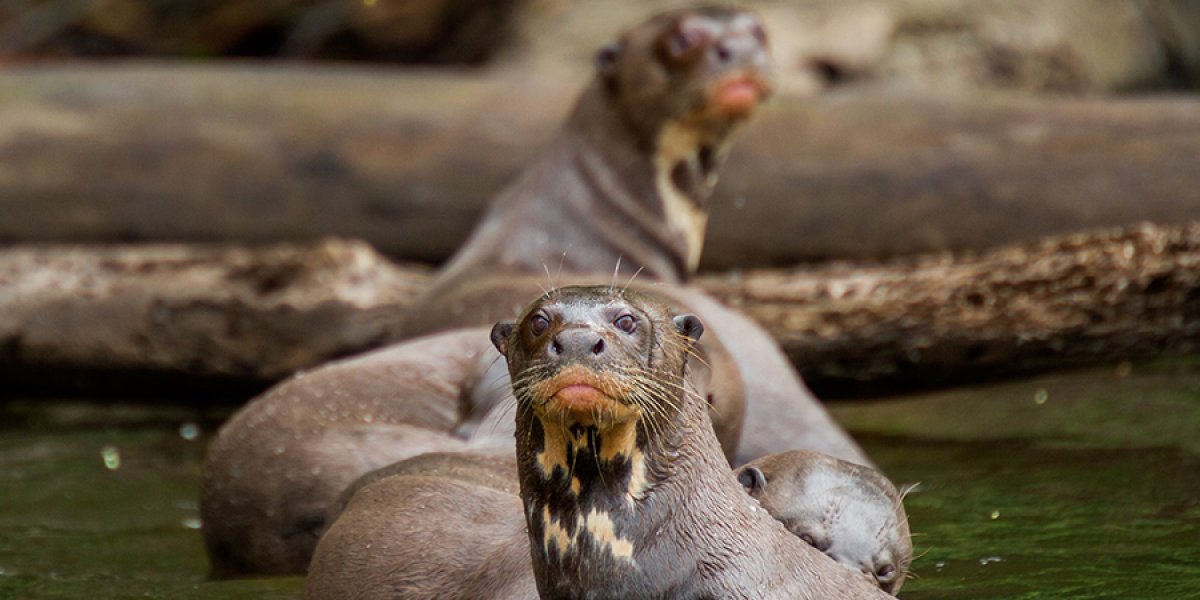 Wildlife Of Peru Alumni