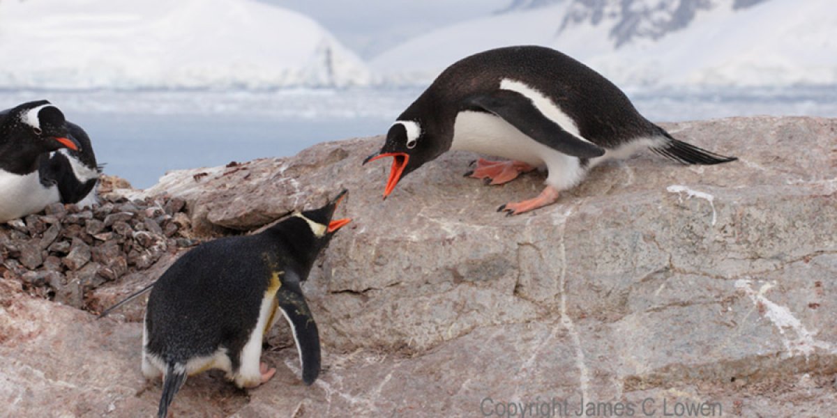 Gentoo Penguin