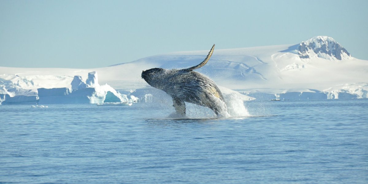 Humpback whale breaching antarctica