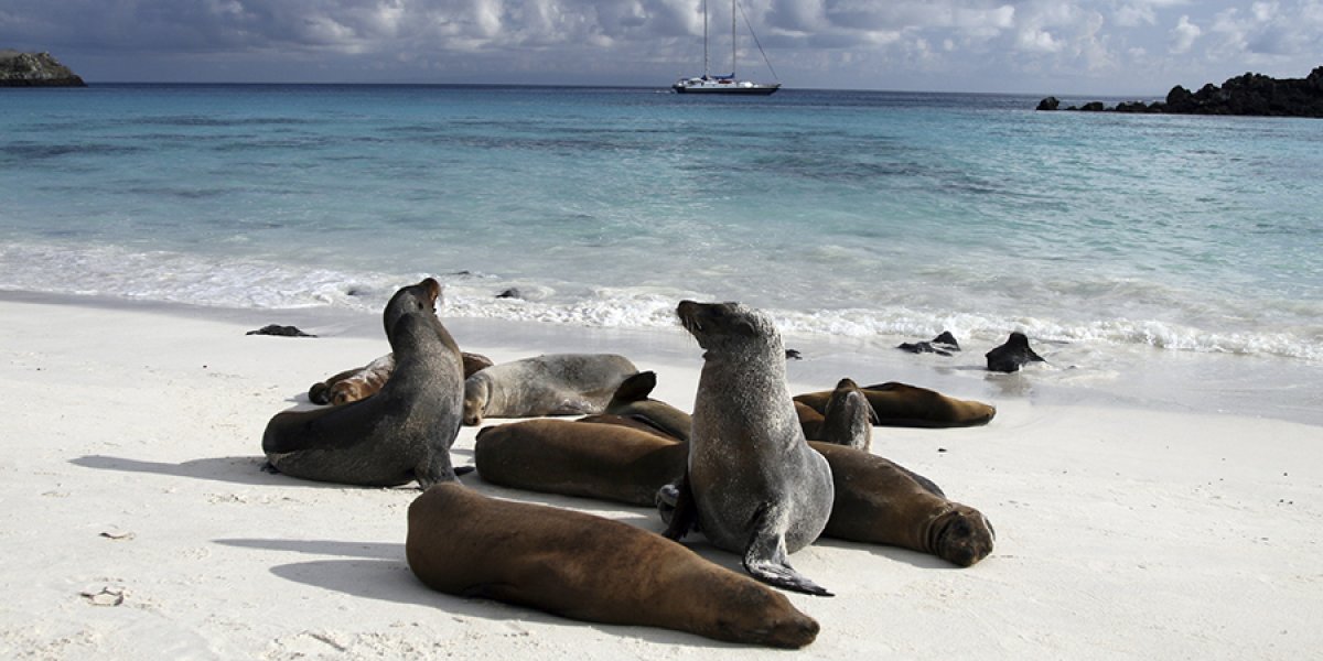 Galapagos beach with Sea Lions