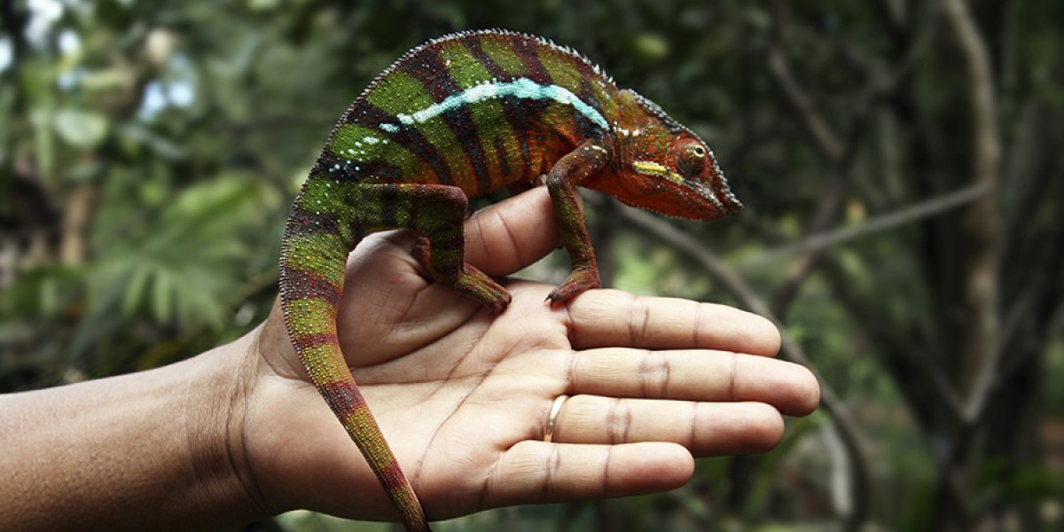 Chameleon On Hand