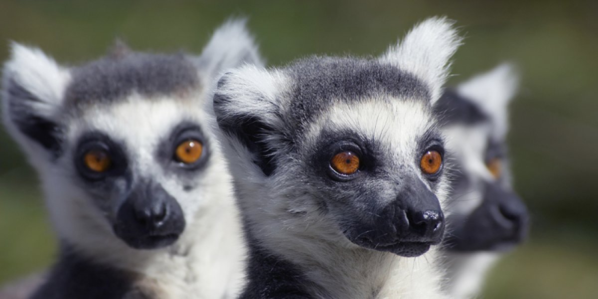 Ring tailed Lemurs