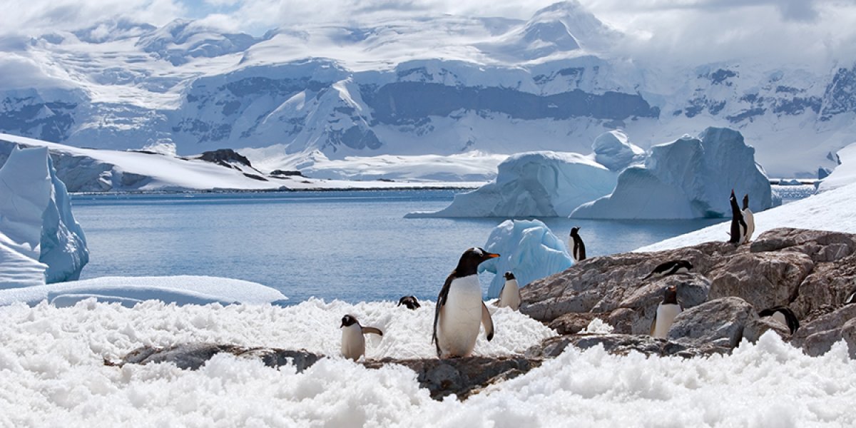 Penguins in antarctic