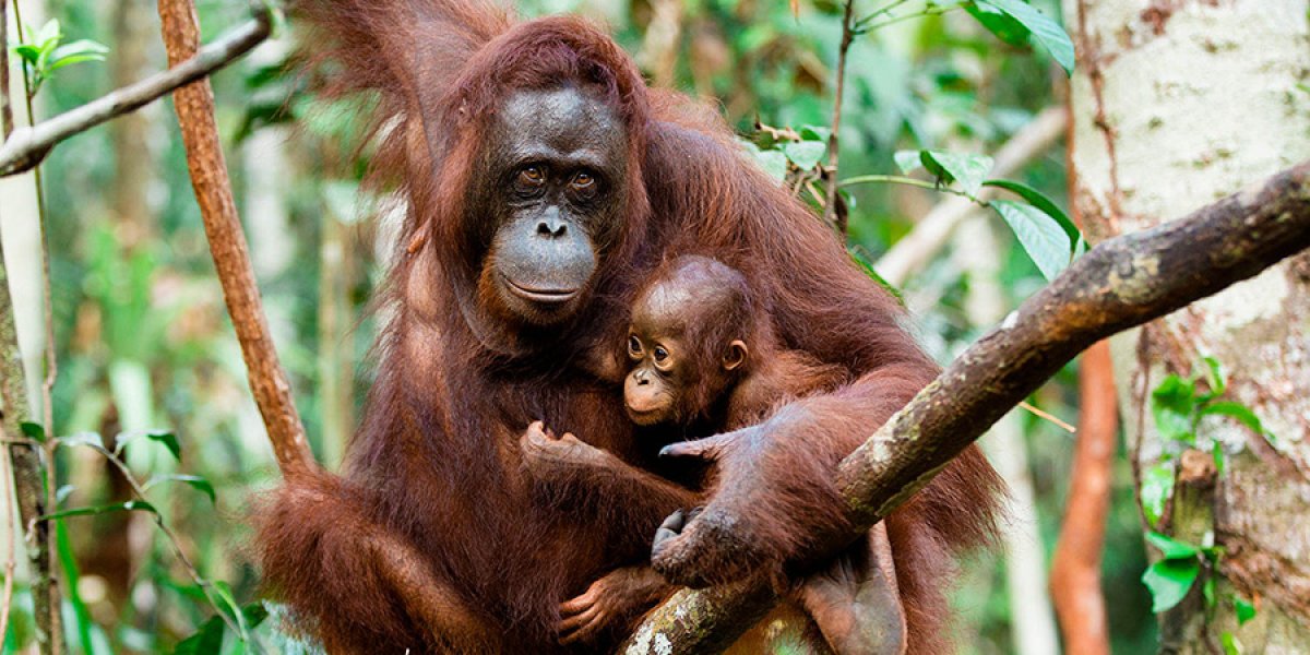 Mummy and cub orangutans in the rainforest