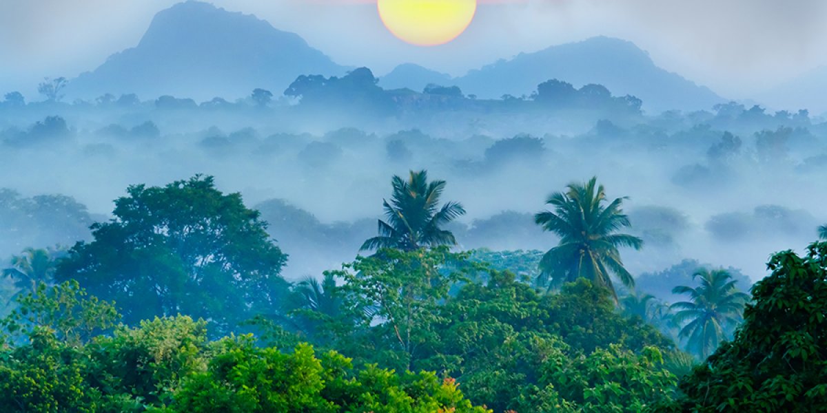 Rainforest in Sri Lanka