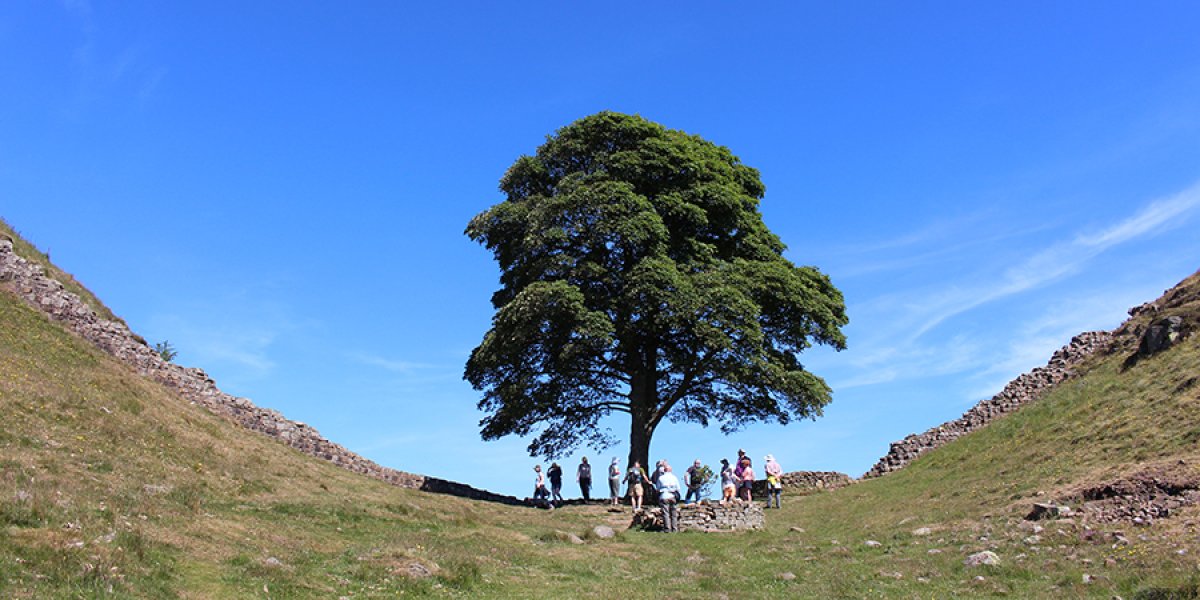 Sycamore Gap, Hadrians Wall