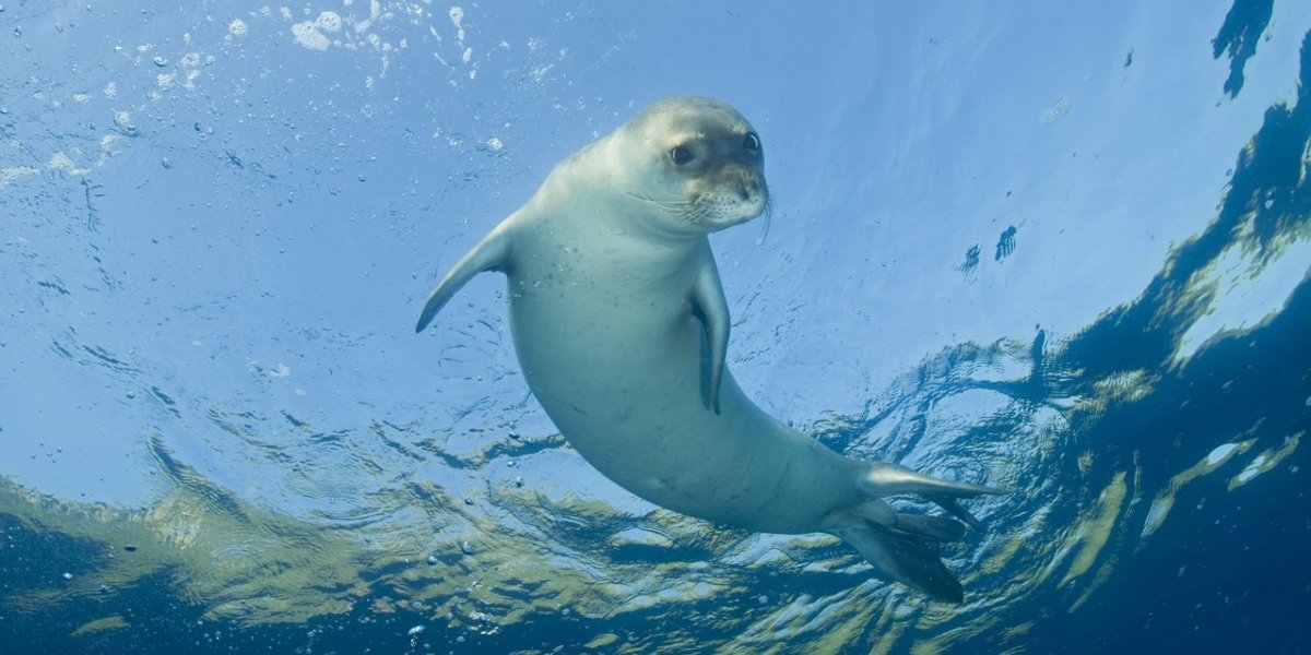 A monk seal in the Mediterranean sea
