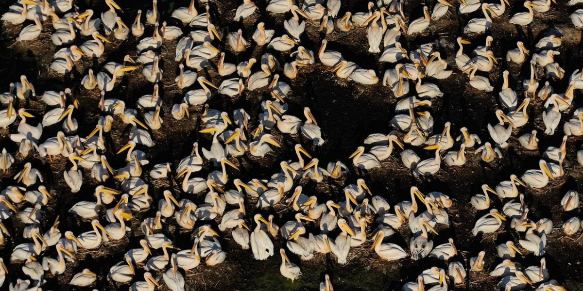 Pelicans