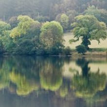 Trees by a lake