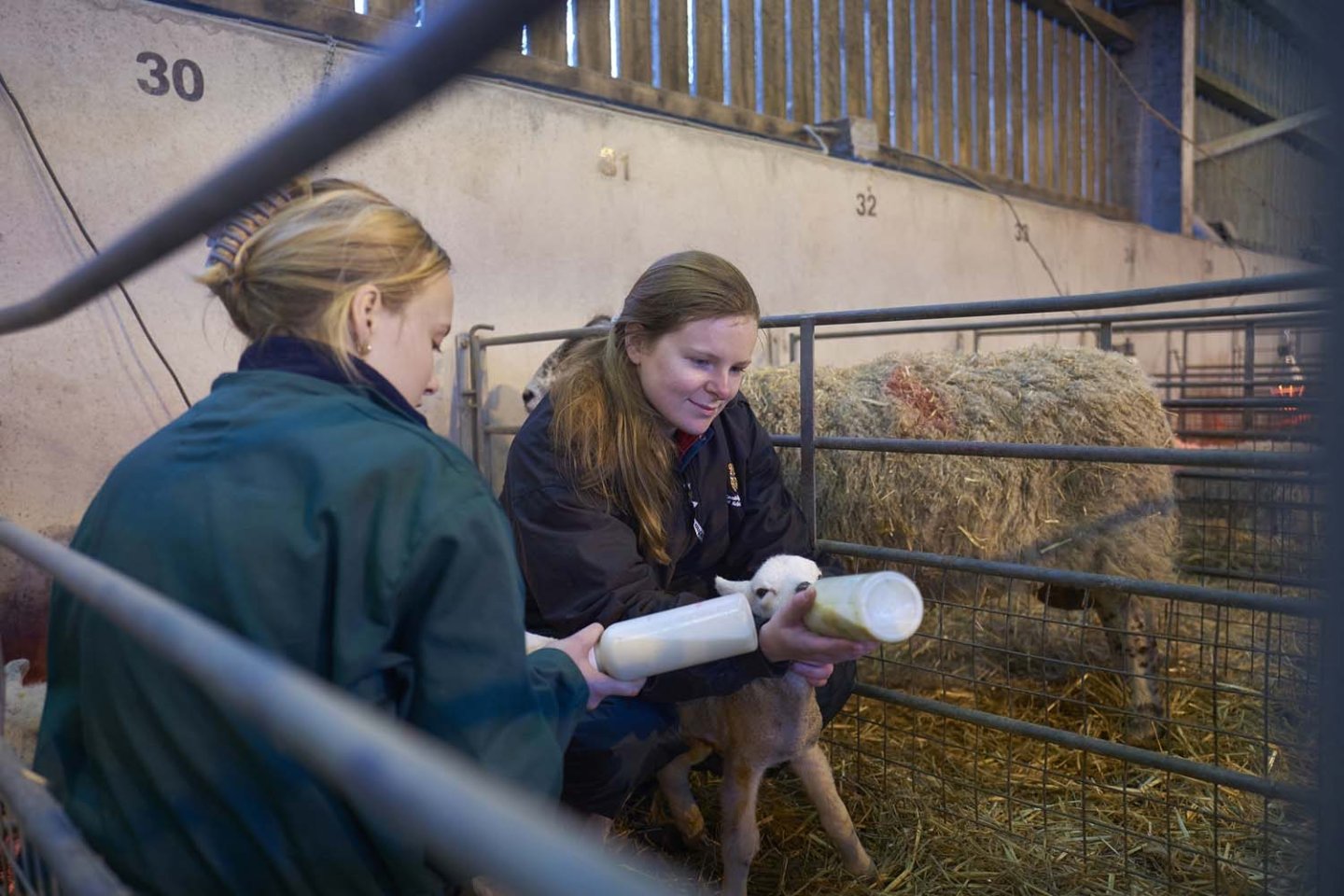 Fourth Year Veterinary Medicine students Millie Green and Lana Rogan.